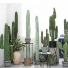 Cactus And Succulent Cactus Succulents Tree Plant Types Of Cactus 210cm Wholesale Cactus And Succulent Nursery