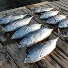from Chinese supplier seafood frozen Skipjack tuna fish
