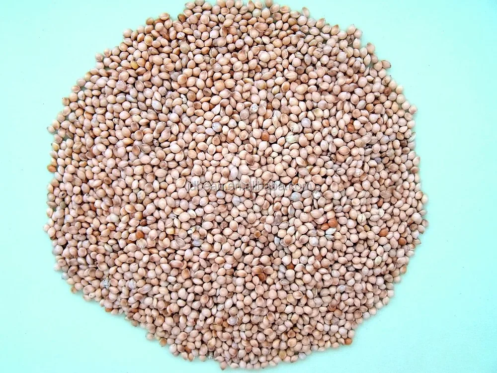 price of yellow broomcorn millet buy white millet seeds price of yellow broomcorn millet buy white millet seeds
