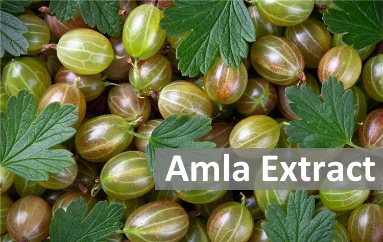 e.amla 萃取物粉末.amla 提取物