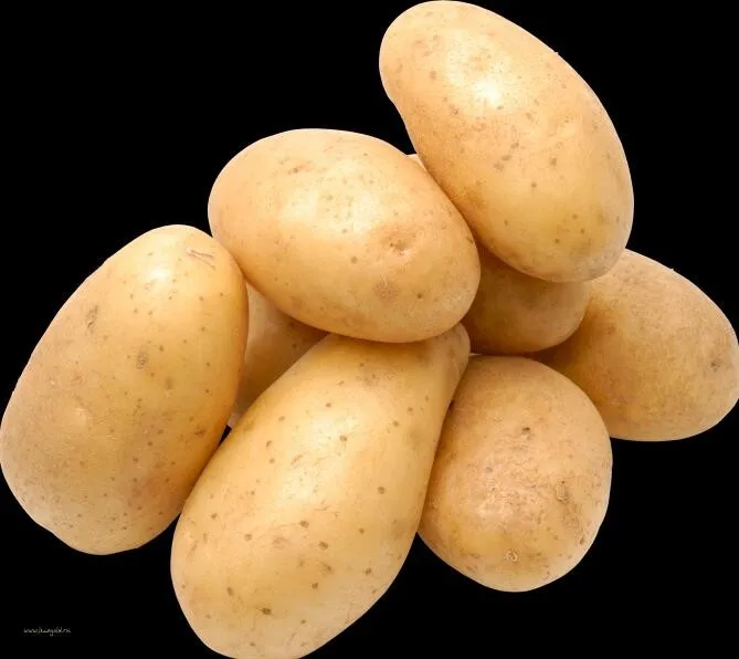 quality fresh potato