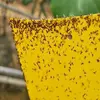 Double Sided Insect Yellow Sticky Traps for White Flies Aphids Leaf Miner