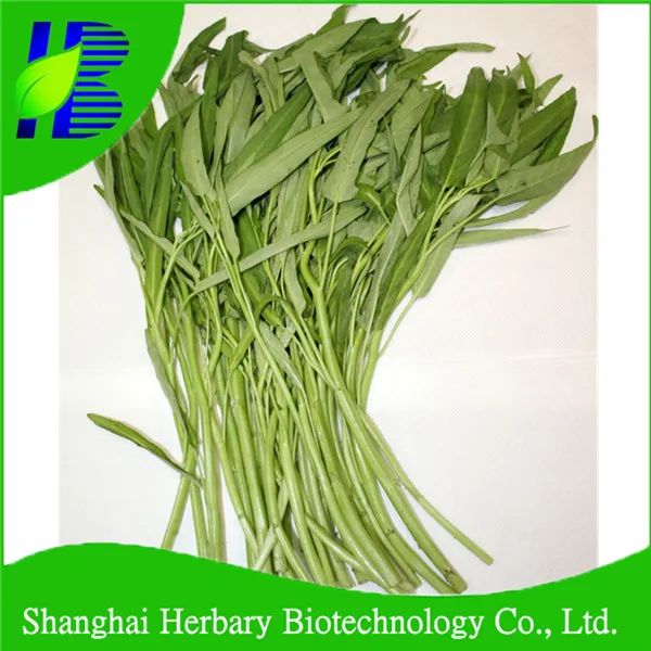 water spinach seed