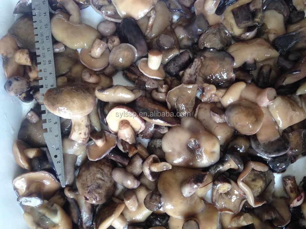 Suillus granulatus mushrooms in brine