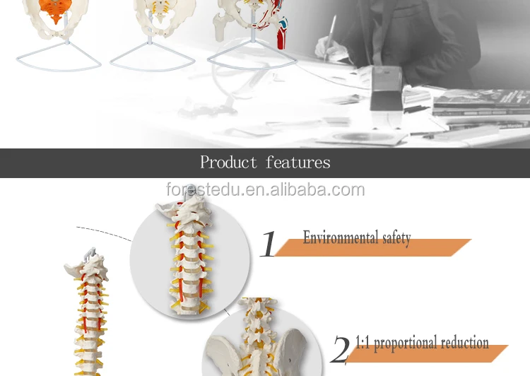 3 spine model.jpg