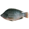 /product-detail/fresh-frozen-tilapia-fish-buyer-in-south-africa-62023320799.html