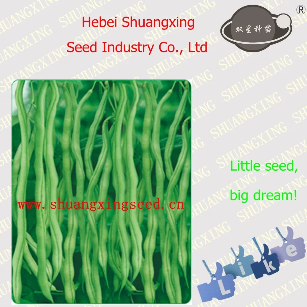 vegetable seeds of chinese sx kidney bean seeds no.1405