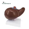 New Products Teaching Anatomical Plastic Liver Model With Gallbladder Model