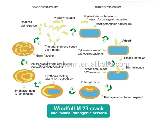 new m--23 bdellovibrio plus clostridium butyricum