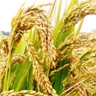 Hot sale in Asia country rice dryer for sale