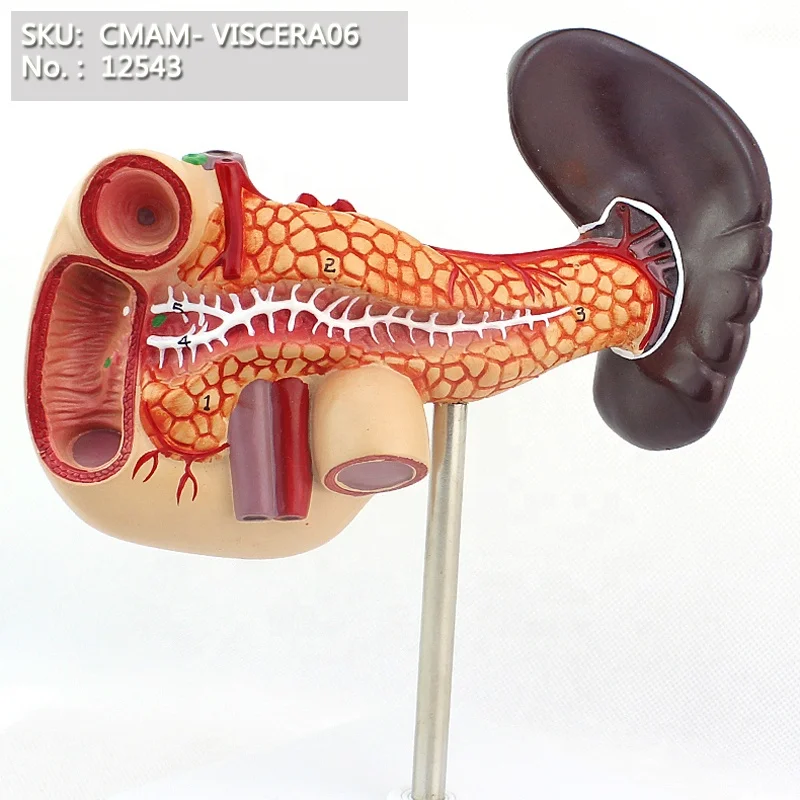 ENOVO/vísceras-páncreas duodeno y el bazo sistema digestivo humano enseñanza médica modelo anatómico 12543
