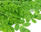 High quality bio moringa powder supplier supplements