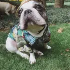 Hawaiian Private Label Wholesale Polyester Shirts Brand Summer Clothes Dog Clothing