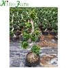 /product-detail/living-plant-s-shaped-bonsai-tree-60761183163.html
