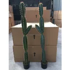 Hot selling artificial cactus bonsai home decoration Plastic Large Cacti Plants