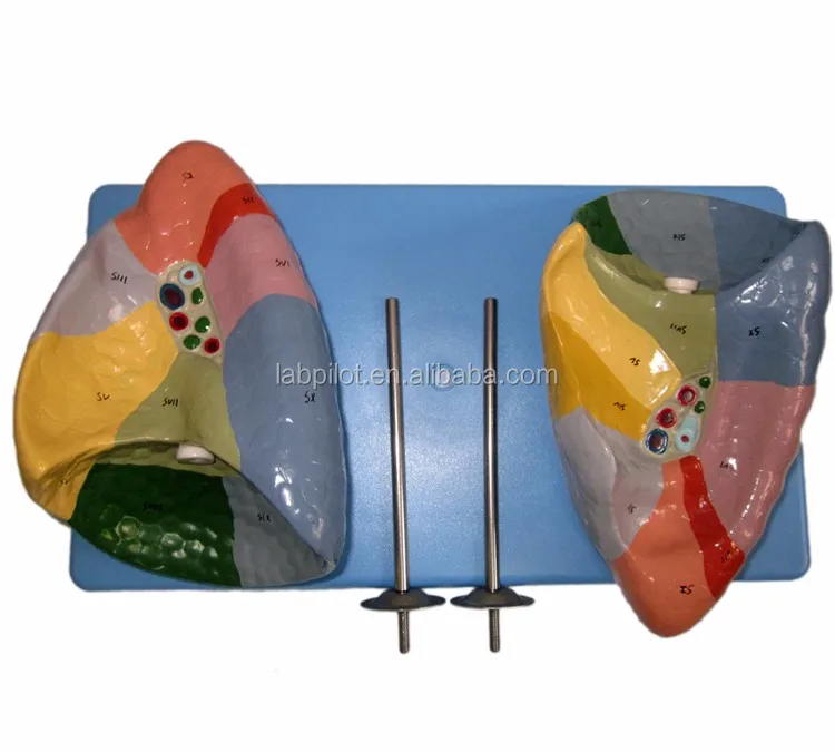 left bronchopulmonary segments    upper lobe lung segment lower