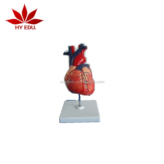 for medical school use enlarged heart teaching anatomical model