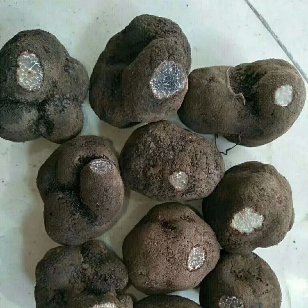 Reasonable Price Fresh Tuber Uncinatum Black Truffles