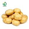 /product-detail/organic-holland-sweet-potato-seeds-from-china-567474590.html