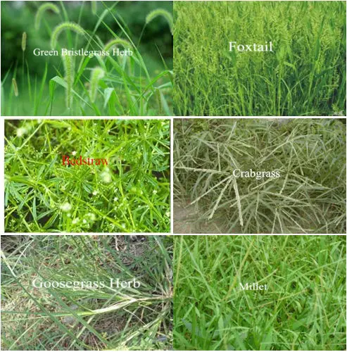 green bristlegrass herb, foxtail, goosegrass herb, crabgrass