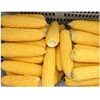 advanced equipment new season chinese sweet frozen mize colorful corn cob