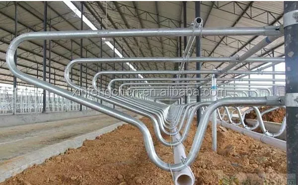 cow free stall 2.jpg