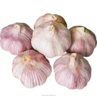 2018 china garlic exporter natural fresh normal white garlic price for sale