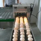 Best Quality Egg Grading Sorting Machine/egg Grader With High Efficiency
