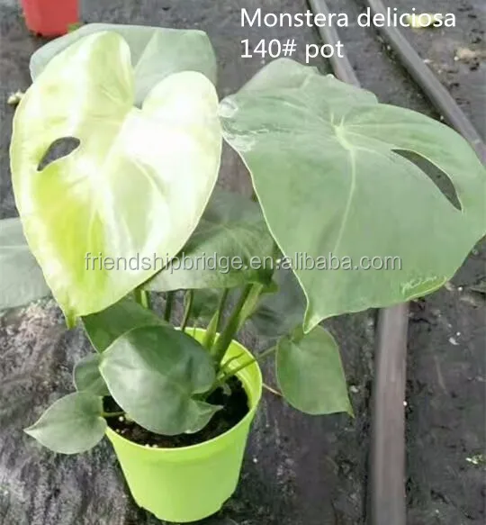 split-leaf philodendron