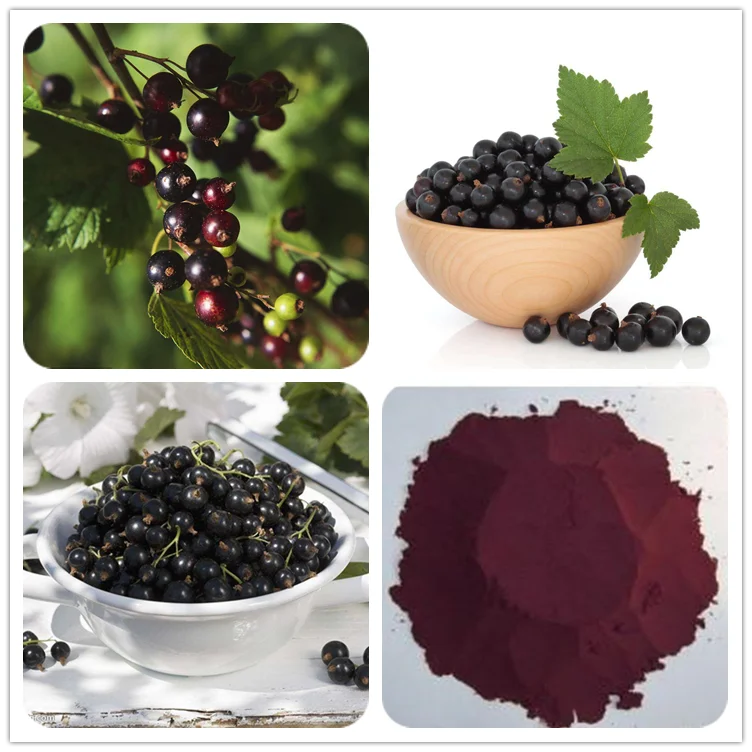 pure blackcurrant juice powder anthocyanidins black currant