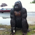 Outdoor Life size animal model fiberglass gorilla statue for sale