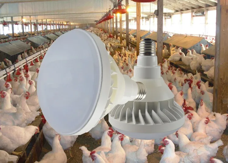 Saidi Led Par38 Light 20w Poultry Farming Equipment Buy Chicken Led