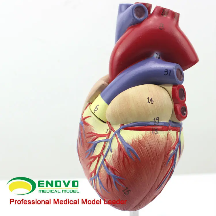 Wholesale Medical Anatomy Plastic LifeSize Human Heart Anatomical Model