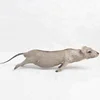 Factory Wholesale Christmas and Halloween Decorations Dollhouse Decor Life Size Grey Rat Mouse Figurine