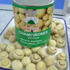 Hot selling canned mushroom and truffles