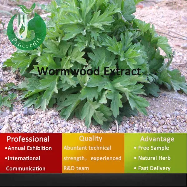 export medicinal herbs sweet wormwood extract sweet wormwood