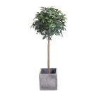 Nearly natural wood trunk artificial plant photinia green tree