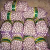 /product-detail/2017-new-crop-fresh-normal-white-garlic-fresh-peeled-garlic-bulk-60436221265.html