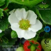 Strawberry Fragaria ananassa Extract Powder Raw Materials Polyphenols 25% Fisetin 98% Pure Natural