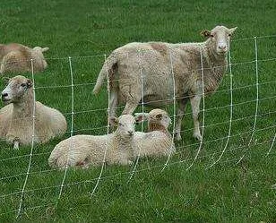 Animaux moutons chèvres vaches clôture électrique