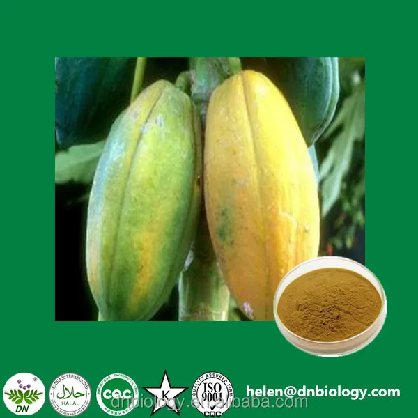 Fabrik-versorgungs kostenlosen probe Carica papaya Extract pulver/papaya leaf