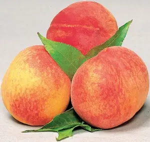 fresh peach trade