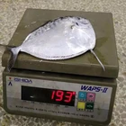 Factory wholesale for marketing sales whole round land frozen moon fish