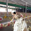 Poultry Broiler Farm Auto Feeding Equipment & System Design