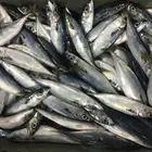 HACCP Fish 3-5pcs Mackerel Frozen Horse Mackerel Fish