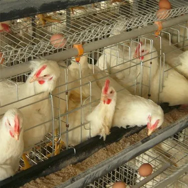 China Factory Manufacture Hot Sale chicken cage for sale in kerala
