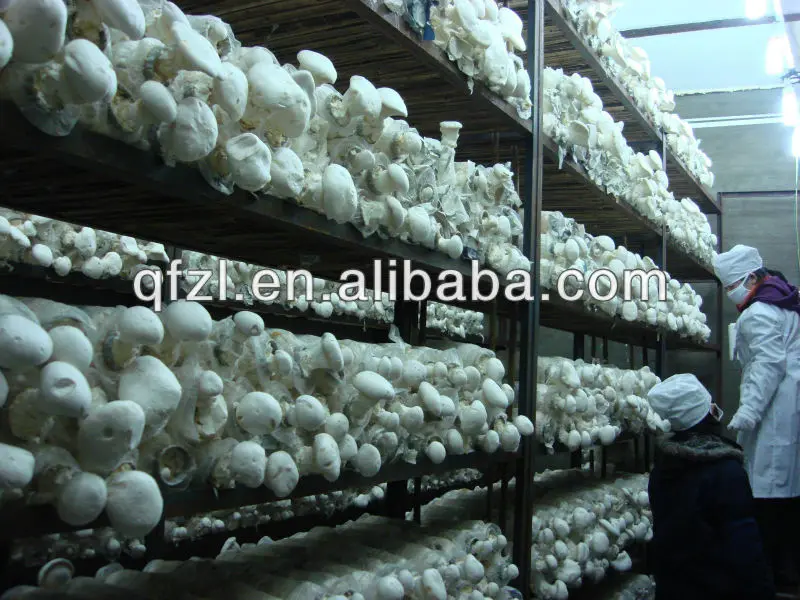 غرفة باردة لزراعة الفطر Buy Cold Room For Mushroom Growing,Cold Room