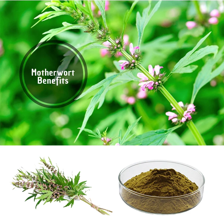 hongda supply yi mu cao motherwort extract leonurine motherwort