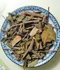 crude medicine parasitic loranthus sang ji sheng dried parasitic loranthus