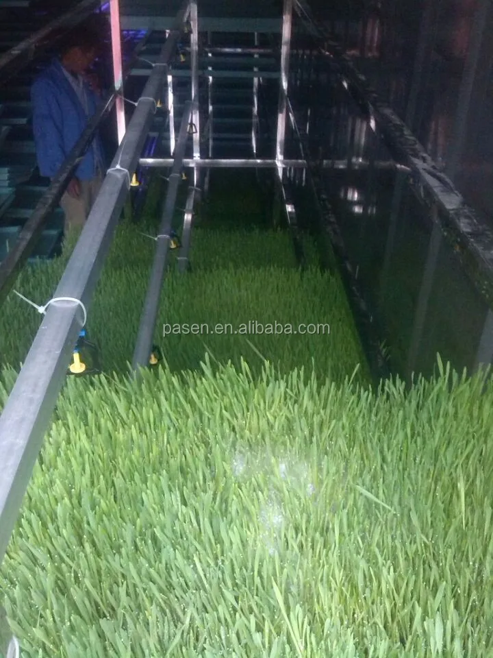 大麦草种植机/小麦水培草种子发芽单位/水培生产系统价格